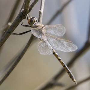 Hemicordulia tau at Tuggeranong, ACT - 19 Sep 2023