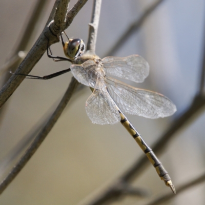 Hemicordulia tau (Tau Emerald) at Tuggeranong, ACT - 19 Sep 2023 by RomanSoroka