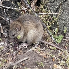 Rattus rattus (Black Rat) at Mount Ainslie to Black Mountain - 12 Sep 2023 by LuisaDM