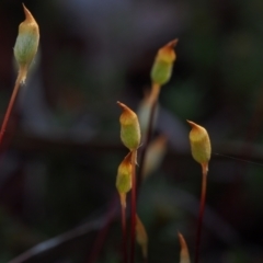 Polytrichaceae sp. (family) (A moss) at Canberra Central, ACT - 19 Sep 2023 by BarrieR