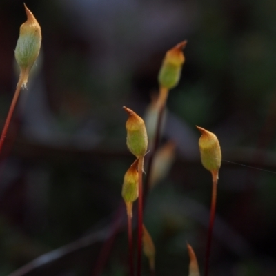 Polytrichaceae sp. (family) (A moss) at ANBG South Annex - 19 Sep 2023 by BarrieR