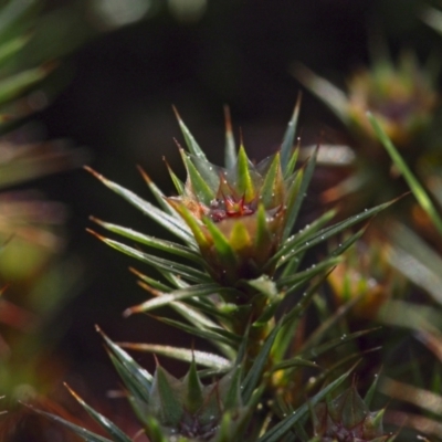 Polytrichaceae at Canberra Central, ACT - 19 Sep 2023 by BarrieR