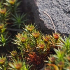 Polytrichaceae sp. (family) at Canberra Central, ACT - 19 Sep 2023