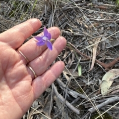 Glossodia major (Wax Lip Orchid) at Belconnen, ACT - 20 Sep 2023 by lbradley