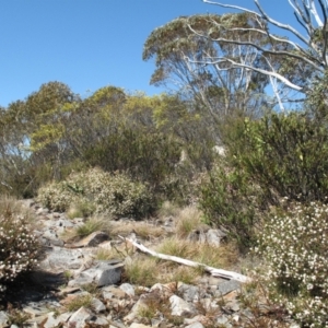 Leionema lamprophyllum subsp. obovatum at Paddys River, ACT - 16 Sep 2023