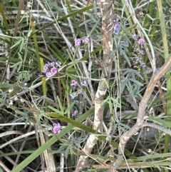 Glycine clandestina (Twining Glycine) at Belconnen, ACT - 20 Sep 2023 by lbradley