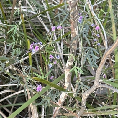 Glycine clandestina (Twining Glycine) at Aranda Bushland - 20 Sep 2023 by lbradley