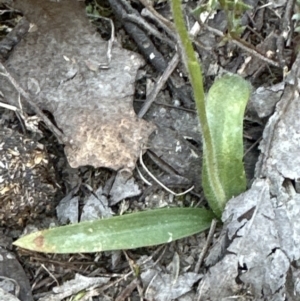 Glossodia major at Cook, ACT - suppressed