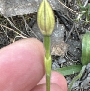 Glossodia major at Cook, ACT - suppressed