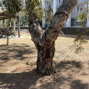 Eucalyptus melliodora at Russell, ACT - 19 Sep 2023