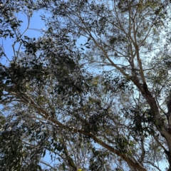 Eucalyptus melliodora at Russell, ACT - 19 Sep 2023 12:23 PM