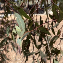 Eucalyptus melliodora at Russell, ACT - 19 Sep 2023 12:23 PM