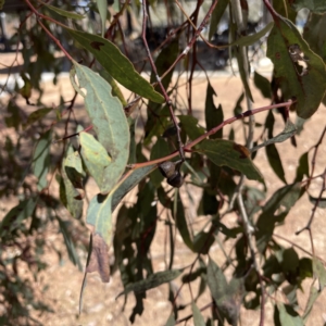 Eucalyptus melliodora at Russell, ACT - 19 Sep 2023 12:23 PM