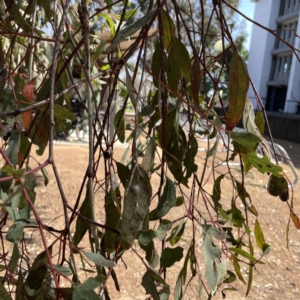 Eucalyptus melliodora at Russell, ACT - 19 Sep 2023 12:23 PM