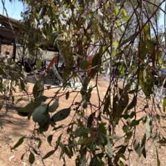 Eucalyptus melliodora at Russell, ACT - 19 Sep 2023 12:23 PM