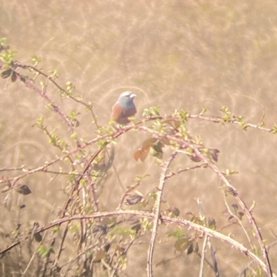 Artamus superciliosus (White-browed Woodswallow) at Molonglo River Reserve - 19 Sep 2023 by Steve_Bok