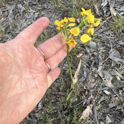 Diuris nigromontana (Black Mountain Leopard Orchid) at Aranda, ACT - 20 Sep 2023 by lbradley