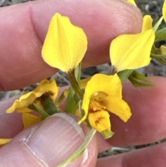 Diuris nigromontana at Aranda, ACT - 20 Sep 2023