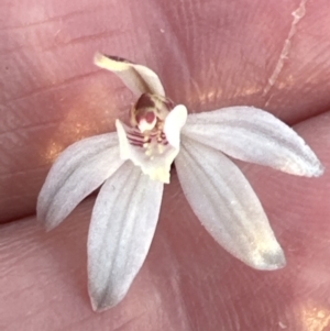 Caladenia fuscata at Cook, ACT - 20 Sep 2023