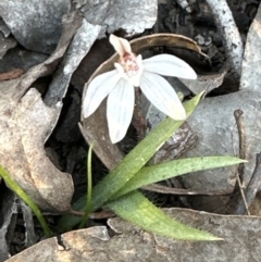 Caladenia fuscata at Cook, ACT - 20 Sep 2023