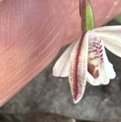 Caladenia fuscata at Cook, ACT - 20 Sep 2023