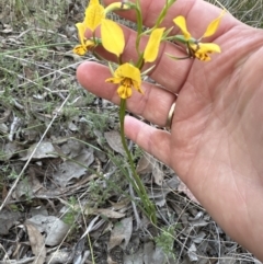 Diuris nigromontana (Black Mountain Leopard Orchid) at Aranda Bushland - 20 Sep 2023 by lbradley