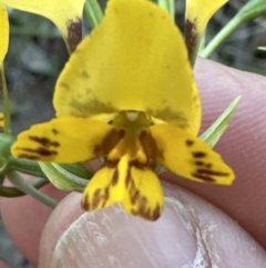 Diuris nigromontana at Cook, ACT - suppressed