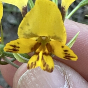 Diuris nigromontana at Cook, ACT - 20 Sep 2023