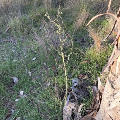 Rosa rubiginosa (Sweet Briar, Eglantine) at Aranda Bushland - 20 Sep 2023 by lbradley