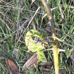 Rosa rubiginosa at Belconnen, ACT - 20 Sep 2023