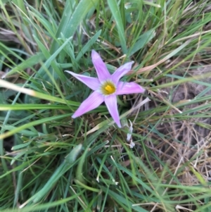 Romulea rosea var. australis at suppressed - suppressed