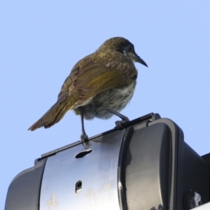 Gavicalis versicolor at Cairns City, QLD - 11 Aug 2023 07:16 AM