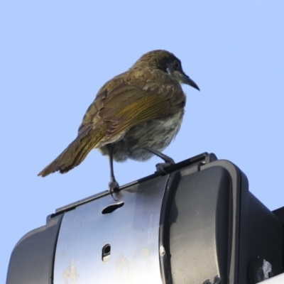 Gavicalis versicolor (Varied Honeyeater) at Cairns City, QLD - 10 Aug 2023 by AlisonMilton