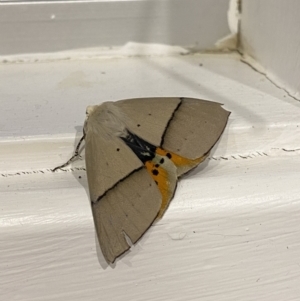 Unidentified Moth (Lepidoptera) at suppressed by kayleewinter
