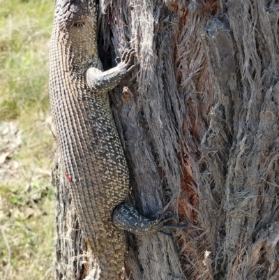 Egernia cunninghami (Cunningham's Skink) at Yass River, NSW - 20 Sep 2023 by 120Acres