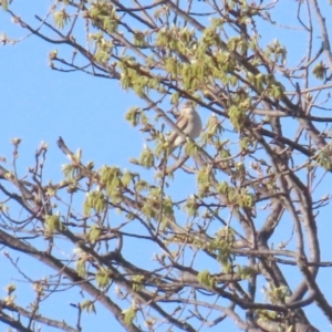 Lalage tricolor at Griffith, ACT - 20 Sep 2023 08:07 AM