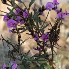 Glycine clandestina (Twining Glycine) at Fadden, ACT - 19 Sep 2023 by KumikoCallaway