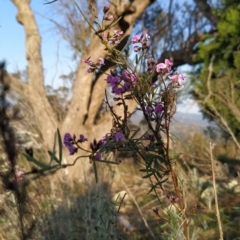 Glycine clandestina at Fadden, ACT - 20 Sep 2023 07:02 AM