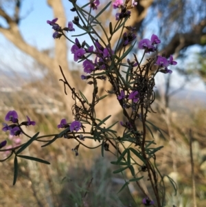 Glycine clandestina at Fadden, ACT - 20 Sep 2023 07:02 AM