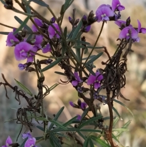 Glycine clandestina at Fadden, ACT - 20 Sep 2023 07:02 AM