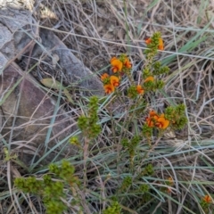 Pultenaea procumbens (Bush Pea) at Paddys River, ACT - 20 Sep 2023 by JP95