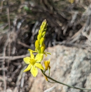 Bulbine glauca at Paddys River, ACT - 20 Sep 2023