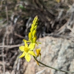 Bulbine glauca (Rock Lily) at Paddys River, ACT - 20 Sep 2023 by JP95