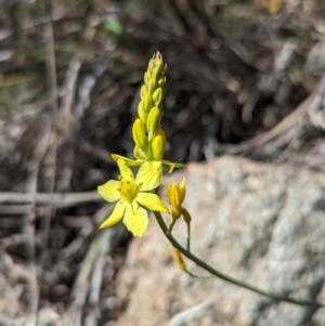 Bulbine glauca at Paddys River, ACT - 20 Sep 2023