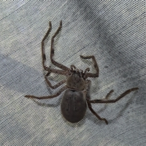 Isopeda sp. (genus) at Giralang, ACT - 20 Sep 2023