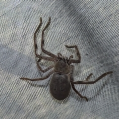 Isopeda sp. (genus) (Huntsman Spider) at Giralang, ACT - 20 Sep 2023 by Birdy