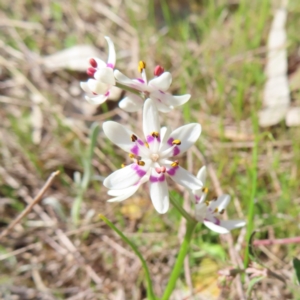 Wurmbea dioica subsp. dioica at Kambah, ACT - 20 Sep 2023 01:33 PM