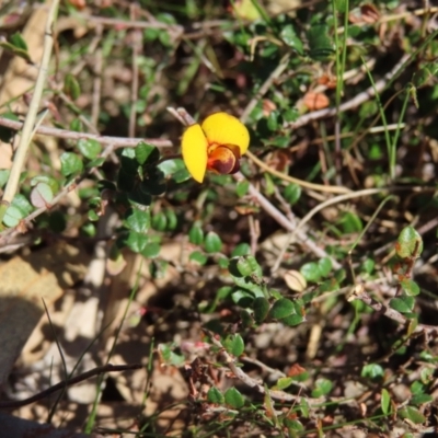 Bossiaea buxifolia (Matted Bossiaea) at Mount Taylor - 20 Sep 2023 by MatthewFrawley