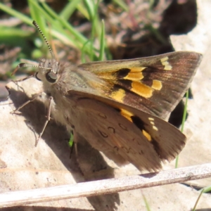 Trapezites phigalia at Kambah, ACT - 20 Sep 2023 01:42 PM