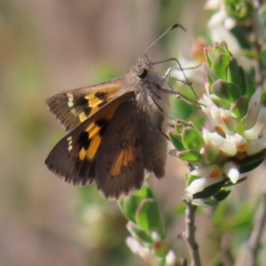 Trapezites phigalia at Kambah, ACT - 20 Sep 2023 01:42 PM